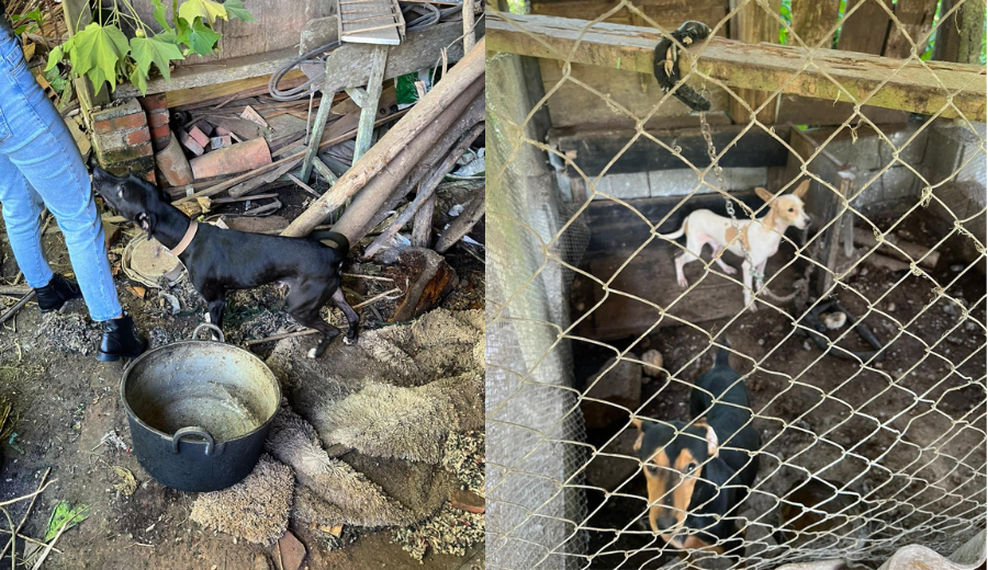 Resgate de animais em Pomerode - Foto: Reprodução Polícia Civil