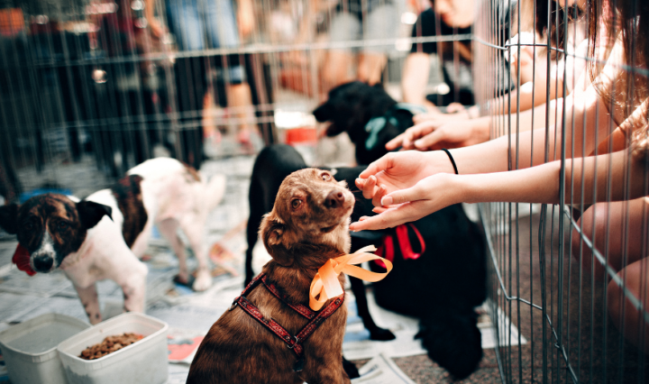 Helena Lopes, Getty Images / Reprodução / Canva
