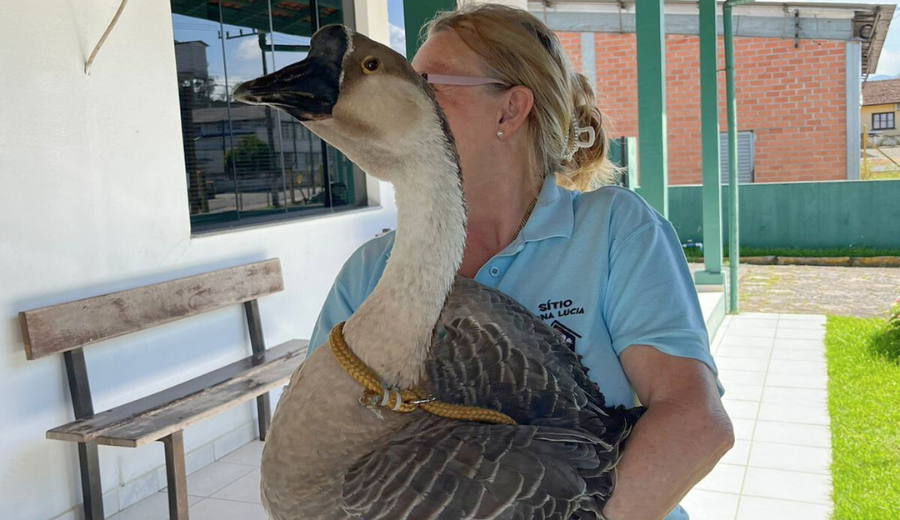 Resgate de animais em Pomerode - Foto: Reprodução Polícia Civil