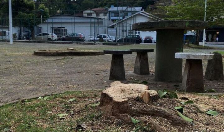 Corte de árvores em praça de Blumenau - Foto: Reprodução / @ruis.com.br