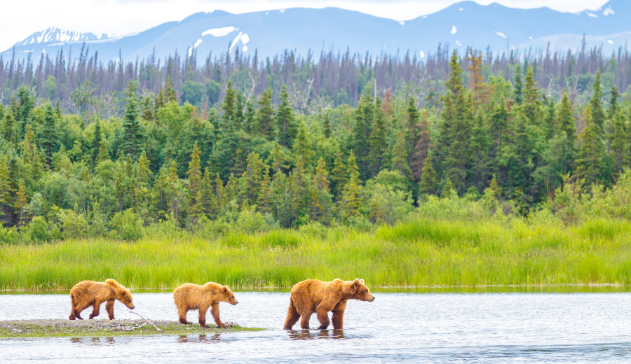 Ursos no Katmai National Park , no Alasca